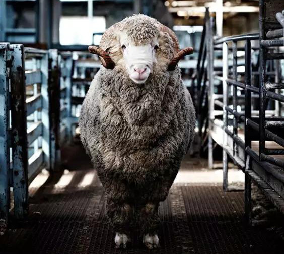 羊絨產業觸網裂變